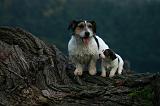 JACK RUSSEL 416